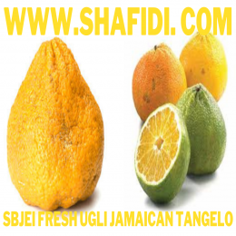 FRESH UGLI JAMAICAN TANGELO