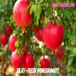 SBJEI-FRESH POMEGRANATE